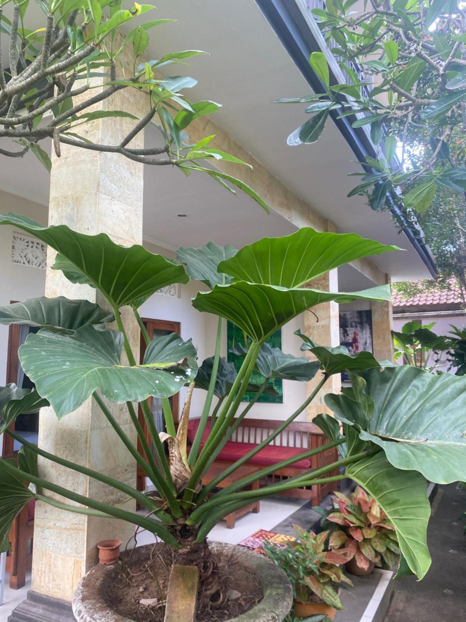 Gus Arditya Homestay Ubud Extérieur photo