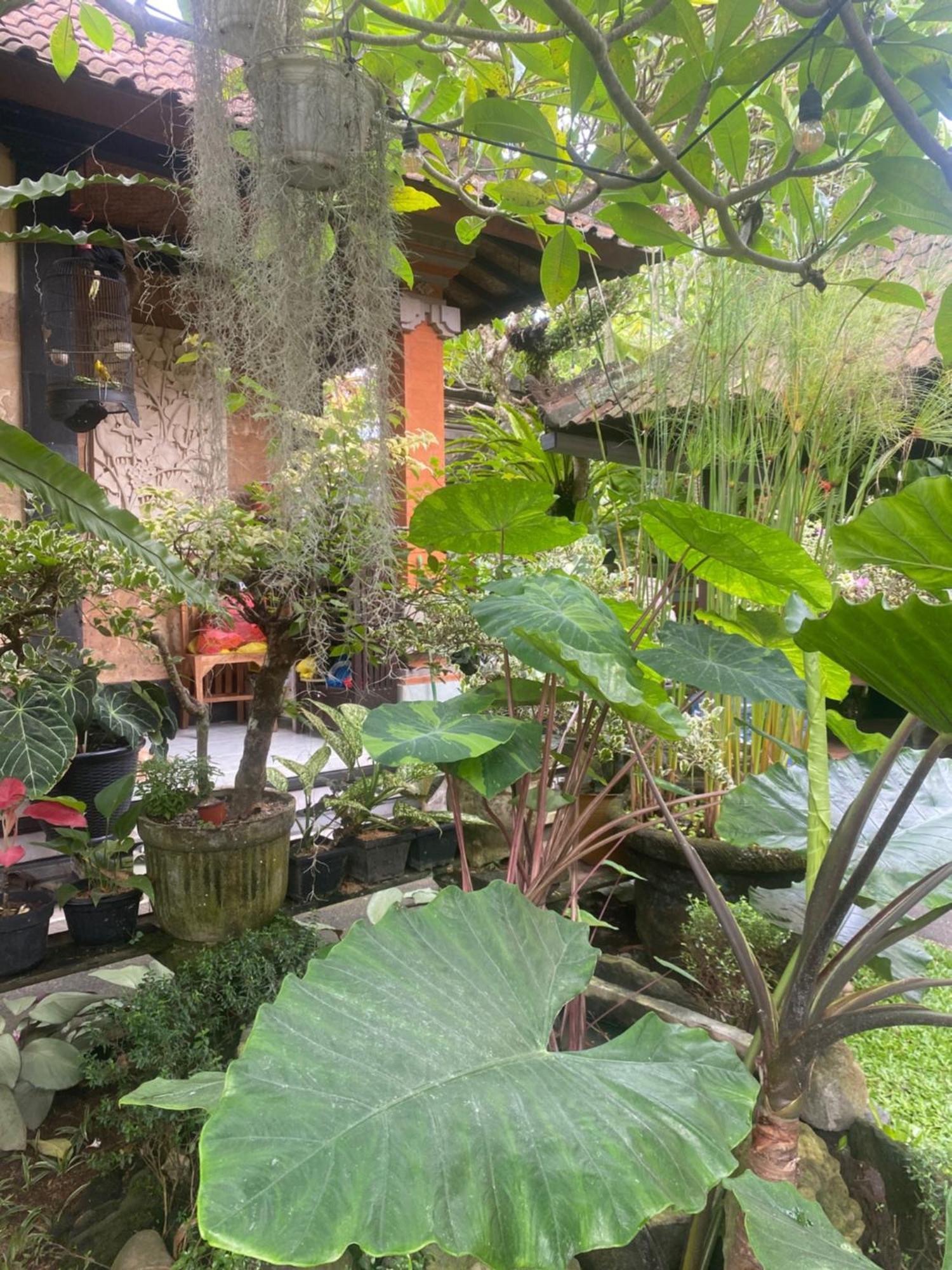 Gus Arditya Homestay Ubud Extérieur photo