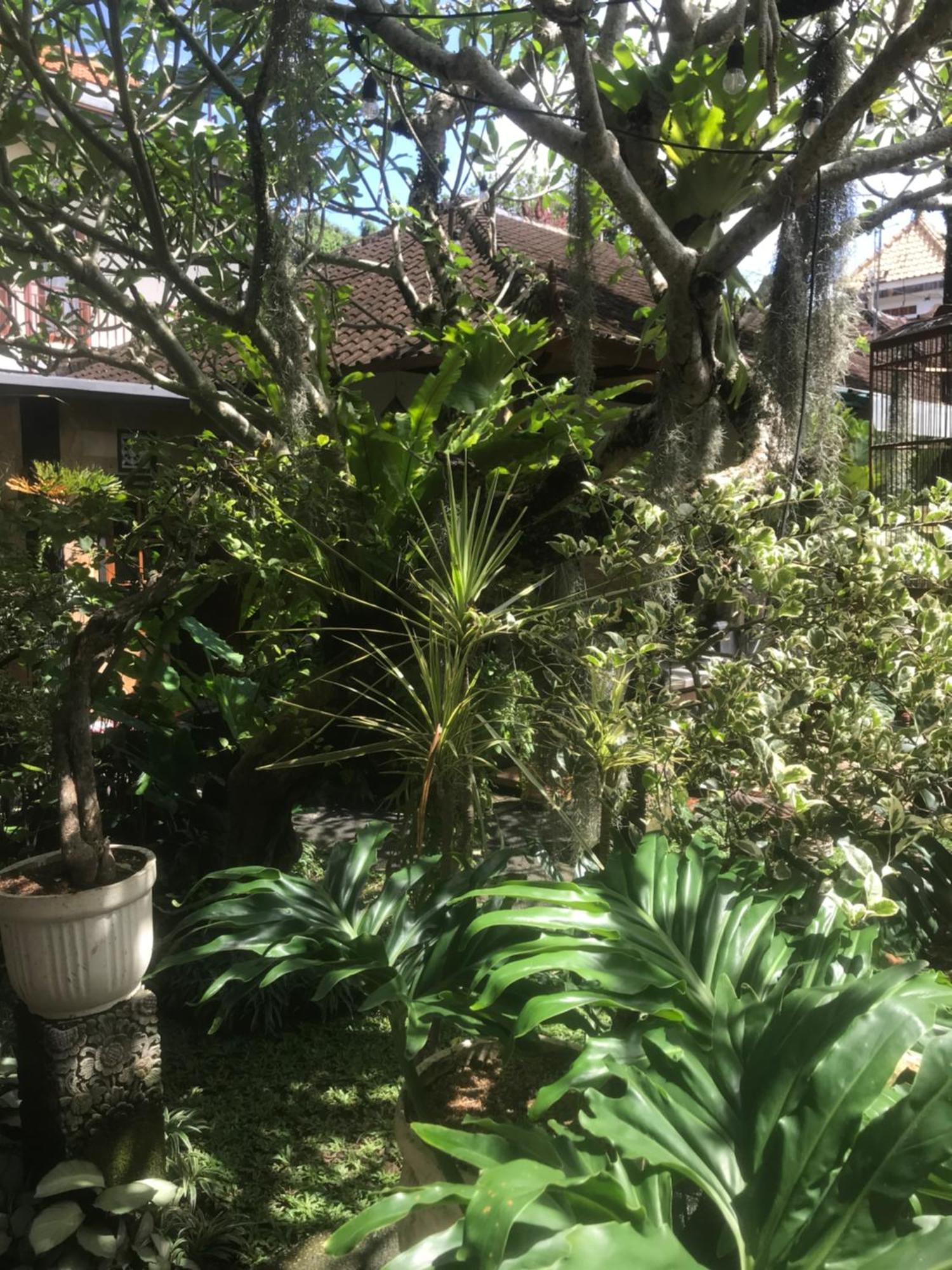 Gus Arditya Homestay Ubud Extérieur photo